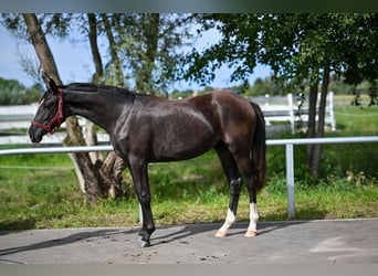 Polish sport horse, Mare, 1 year, Black