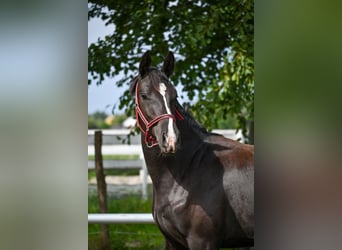 Polish sport horse, Mare, 1 year, Black