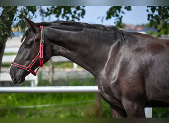 Polish sport horse, Mare, 1 year, Black