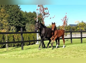 Polish sport horse, Mare, 1 year