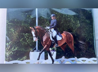 Polish sport horse, Mare, 22 years, 16,2 hh, Brown