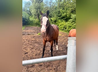 Polish sport horse, Mare, 22 years, 16,2 hh, Brown