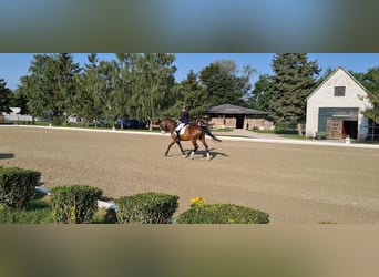 Polish sport horse, Mare, 22 years, 16,2 hh, Brown