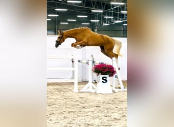 Polish sport horse, Mare, 2 years, 16.2 hh, Palomino