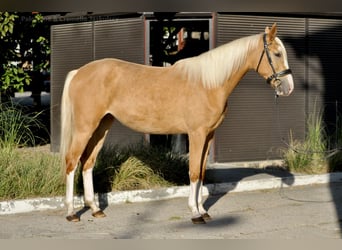 Polish sport horse, Mare, 2 years, 16.2 hh, Palomino