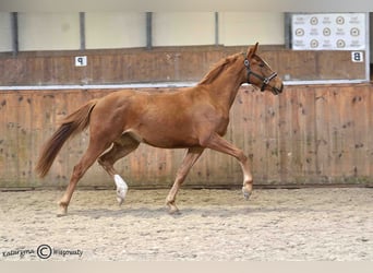 Polish sport horse, Mare, 2 years, 16 hh, Chestnut-Red