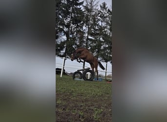 Polish sport horse, Mare, 2 years, 16,1 hh, Brown