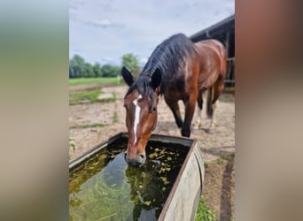Polish sport horse, Mare, 3 years, 15.2 hh, Brown