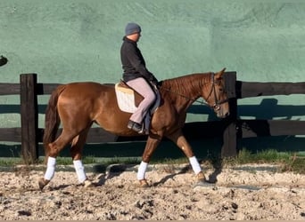 Polish sport horse, Mare, 3 years, 15.2 hh, Chestnut-Red