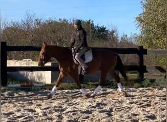 Polish sport horse, Mare, 3 years, 15.2 hh, Chestnut-Red