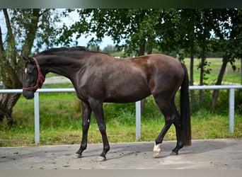 Polish sport horse, Mare, 3 years, 15.3 hh, Black