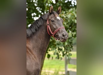 Polish sport horse, Mare, 3 years, 15.3 hh, Black