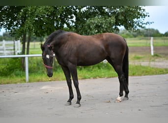 Polish sport horse, Mare, 3 years, 15.3 hh, Black