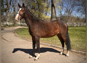 Polish sport horse, Mare, 3 years, 15.3 hh, Brown