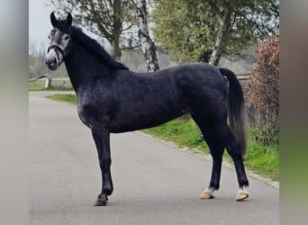 Polish sport horse, Mare, 3 years, 16.1 hh, Grey-Dark-Tan