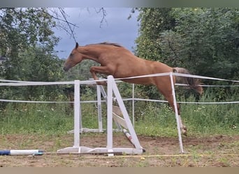 Polish sport horse, Mare, 3 years, 16 hh, Leopard-Piebald