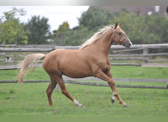 Polish sport horse, Mare, 3 years, 16 hh, Palomino