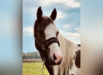 Polish sport horse, Mare, 3 years, 16 hh, Pinto