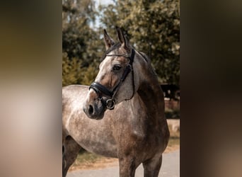 Polish sport horse, Mare, 4 years, 15.2 hh, Grey