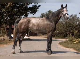 Polish sport horse, Mare, 4 years, 15.2 hh, Grey