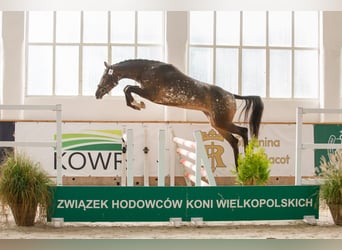 Polish sport horse, Mare, 4 years, 15.2 hh, Leopard-Piebald