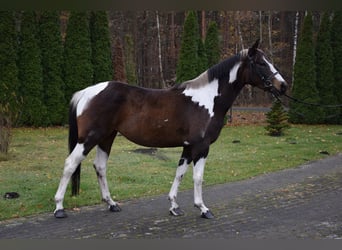 Polish sport horse, Mare, 4 years, 15,1 hh, Pinto