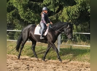 Polish sport horse Mix, Mare, 4 years, 16.1 hh, Black