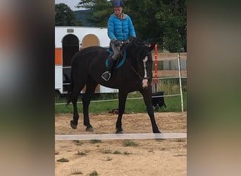 Polish sport horse, Mare, 4 years, 16 hh, Black