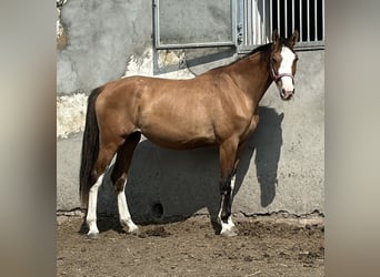Polish sport horse, Mare, 4 years, 16 hh, Red Dun