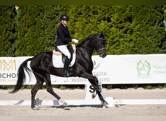 Polish sport horse, Mare, 4 years, 16 hh, Smoky-Black