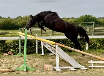 Polish sport horse, Mare, 4 years, 16,2 hh, Black