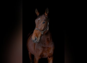Polish sport horse, Mare, 4 years, 16,2 hh, Brown