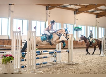 Polish sport horse, Mare, 5 years, 14.1 hh, Dun