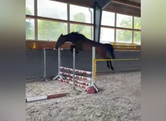 Polish sport horse, Mare, 5 years, 15.2 hh, Bay-Dark