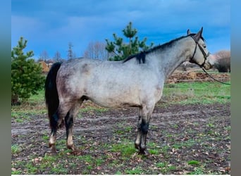 Polish sport horse, Mare, 5 years, 15.2 hh, Grey