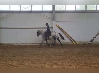 Polish sport horse, Mare, 5 years, 15.2 hh, Leopard-Piebald