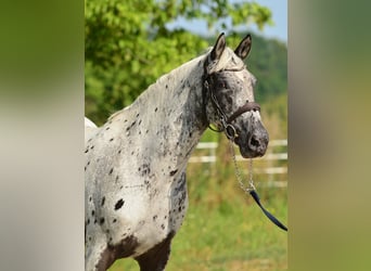 Polish sport horse, Mare, 5 years, 15.2 hh, Leopard-Piebald