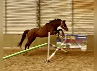 Polish sport horse Mix, Mare, 5 years, 15,2 hh, Brown