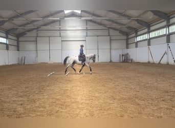 Polish sport horse, Mare, 5 years, 15,2 hh, Leopard-Piebald