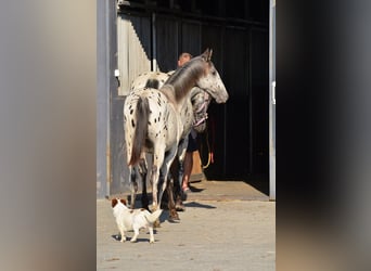 Polish sport horse, Mare, 5 years, 15,2 hh, Leopard-Piebald