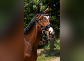 Polish sport horse, Mare, 5 years, 16.1 hh, Brown