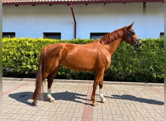 Polish sport horse, Mare, 5 years, 16 hh, Chestnut-Red