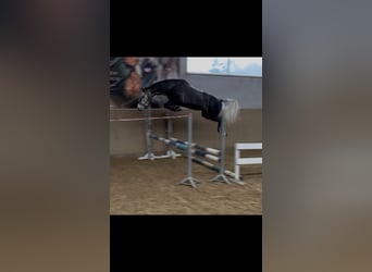 Polish sport horse, Mare, 5 years, 16 hh, Grey