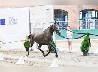 Polish sport horse, Mare, 5 years, 16 hh, Grey