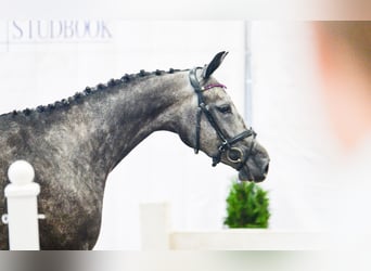 Polish sport horse, Mare, 5 years, 16 hh, Grey