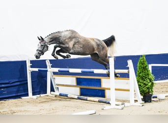 Polish sport horse, Mare, 5 years, 16 hh, Grey