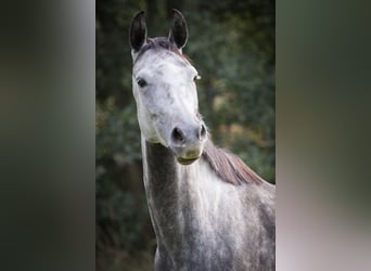 Polish sport horse, Mare, 5 years, 16 hh, Grey