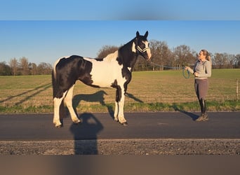 Polish sport horse, Mare, 5 years, 16 hh, Pinto