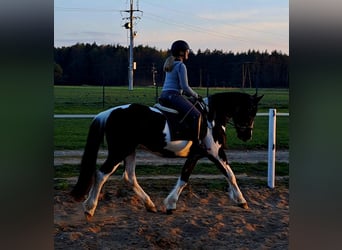 Polish sport horse Mix, Mare, 5 years, 16 hh, Pinto