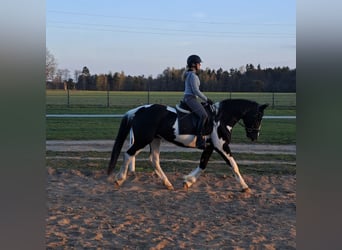 Polish sport horse Mix, Mare, 5 years, 16 hh, Pinto